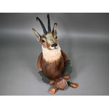 Taxidermy - a chamois head, on Black Forest carved wood shield