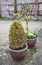 A pair of large terracotta garden pots, with plants/trees (2)