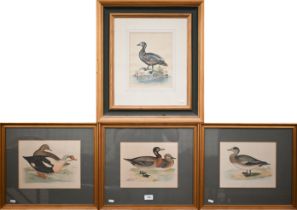 Four coloured-engravings of ducks, 20 x 25 cm (4)