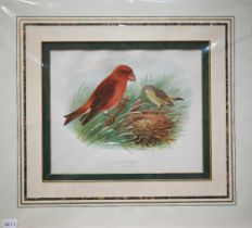 Five various hand-coloured engravings of birds, mounted but unframed (5)