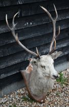 Taxidermy: a large hunting trophy, white red deer stag's head on oak shield (a/f)