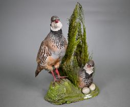 Taxidermy - A brace of French Partridges, the hen sitting in heather nest with eggs, 35 cm high