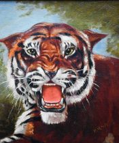 H M Smith - Study of a snarling tiger, oil on board, signed lower right, 28 x 25 cm