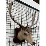 Taxidermy - A stags head mount on a shield mount