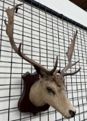 Taxidermy - A stags head mount on a shield mount