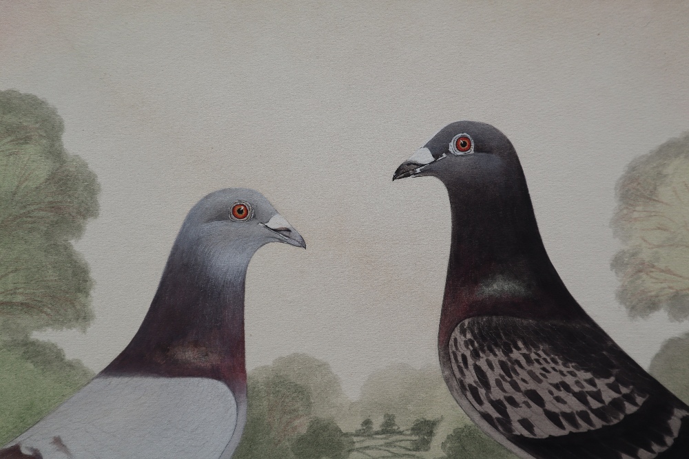 A Leighton studios Maesteg Two racing pigeons "Sharon's Pride" and "Pride of Tycoed" Bred and - Image 4 of 5