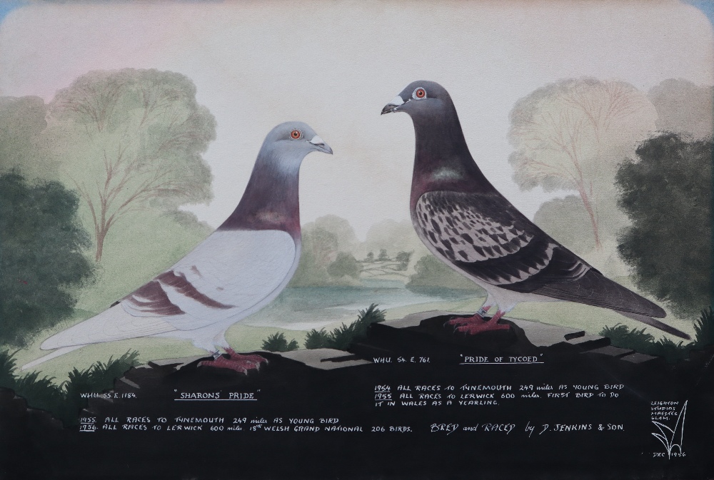A Leighton studios Maesteg Two racing pigeons "Sharon's Pride" and "Pride of Tycoed" Bred and - Image 2 of 5