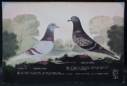 A Leighton studios Maesteg Two racing pigeons "Sharon's Pride" and "Pride of Tycoed" Bred and