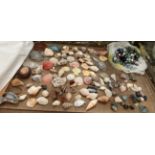 Assorted Marbles together with shells and rock samples