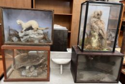 Taxidermy - a weasel on a rock, cased, together with a cased owl,