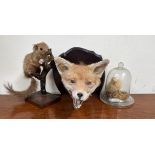 Taxidermy - a fox mask on a shield together with a red squirrel and a duckling under a glass dome
