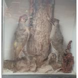 Taxidermy - A pair of woodpeckers either side of a trunk, cased,