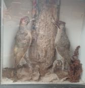 Taxidermy - A pair of woodpeckers either side of a trunk, cased,