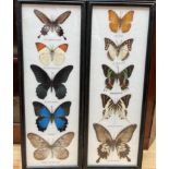 Taxidermy - Two framed specimens of butterflies including The Cruiser, The Great Nawab, Madagascar,