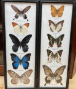 Taxidermy - Two framed specimens of butterflies including The Cruiser, The Great Nawab, Madagascar,