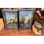 Taxidermy - a barn owl on a naturalistic rock base,