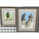 John Davis Study of three Peregrine Falcons on battlements Watercolour Signed and dated '02 41 x