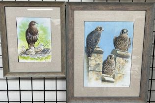 John Davis Study of three Peregrine Falcons on battlements Watercolour Signed and dated '02 41 x