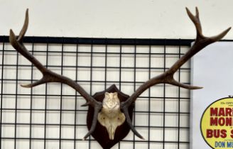 A stag's head wall mount