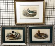 After J Gould Vanellus Cristatus A print Together with two other prints of ducks