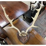 Mounted stag antlers on a shield shaped plaque