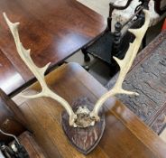 Mounted stag antlers on a shield shaped plaque