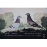 A Leighton studios Maesteg Two racing pigeons "Sharon's Pride" and "Pride of Tycoed" Bred and