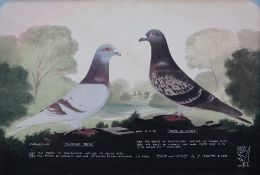 A Leighton studios Maesteg Two racing pigeons "Sharon's Pride" and "Pride of Tycoed" Bred and