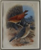 Archibald Thorburn Study of two birds Watercolour Signed 20.