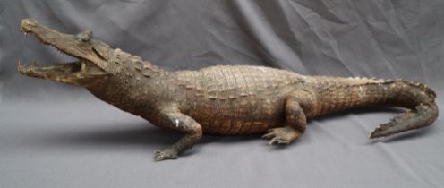Taxidermy - a Cayman alligator, with mouth agape and tail curled,