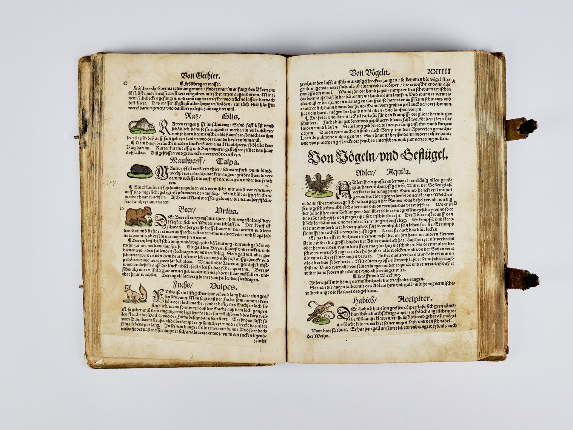 Rößlin Eucharius "Kreuterbuch" - Bild 9 aus 15