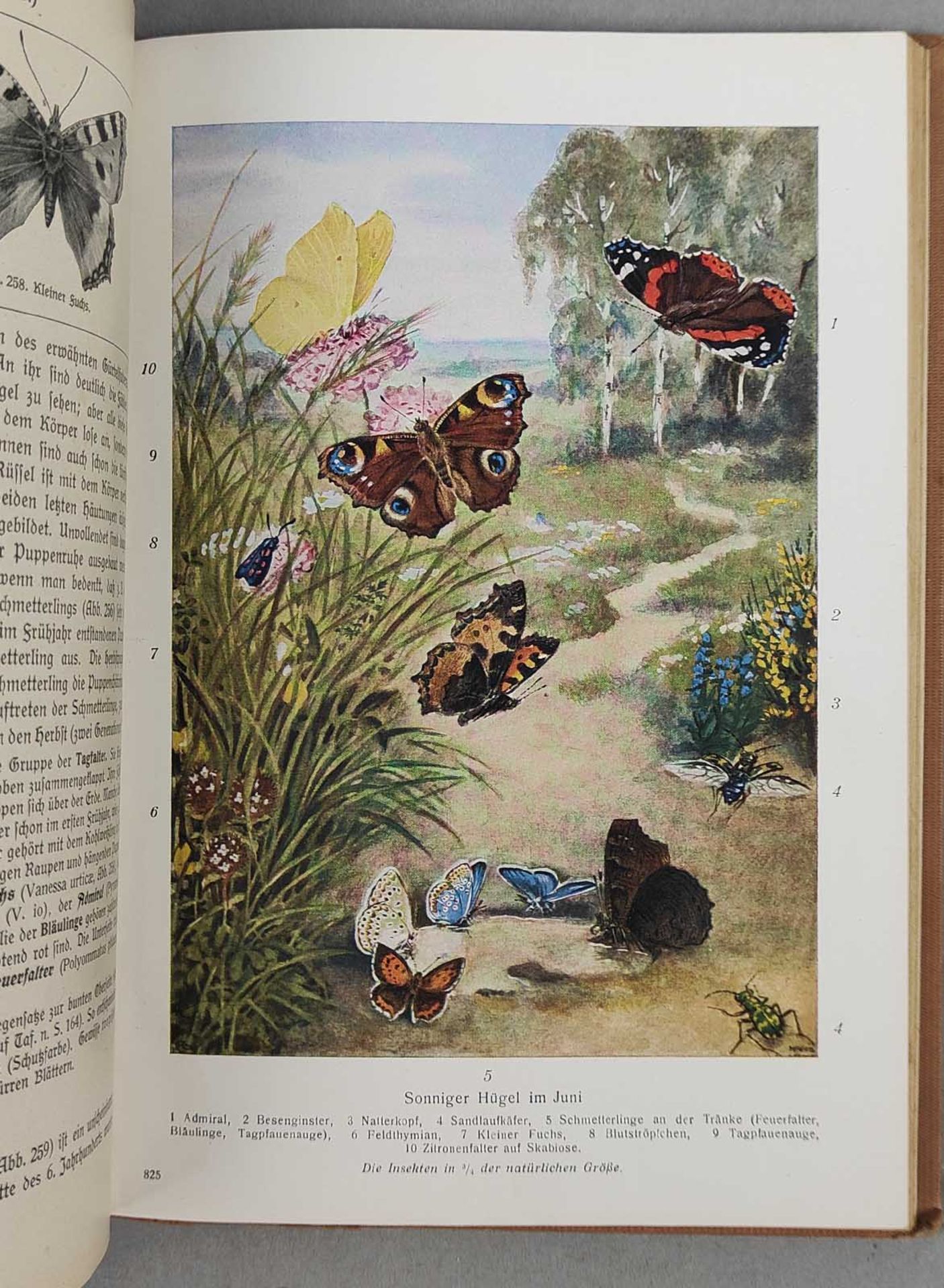 Pflanzen- und Tierkunde 1935 - Bild 4 aus 4