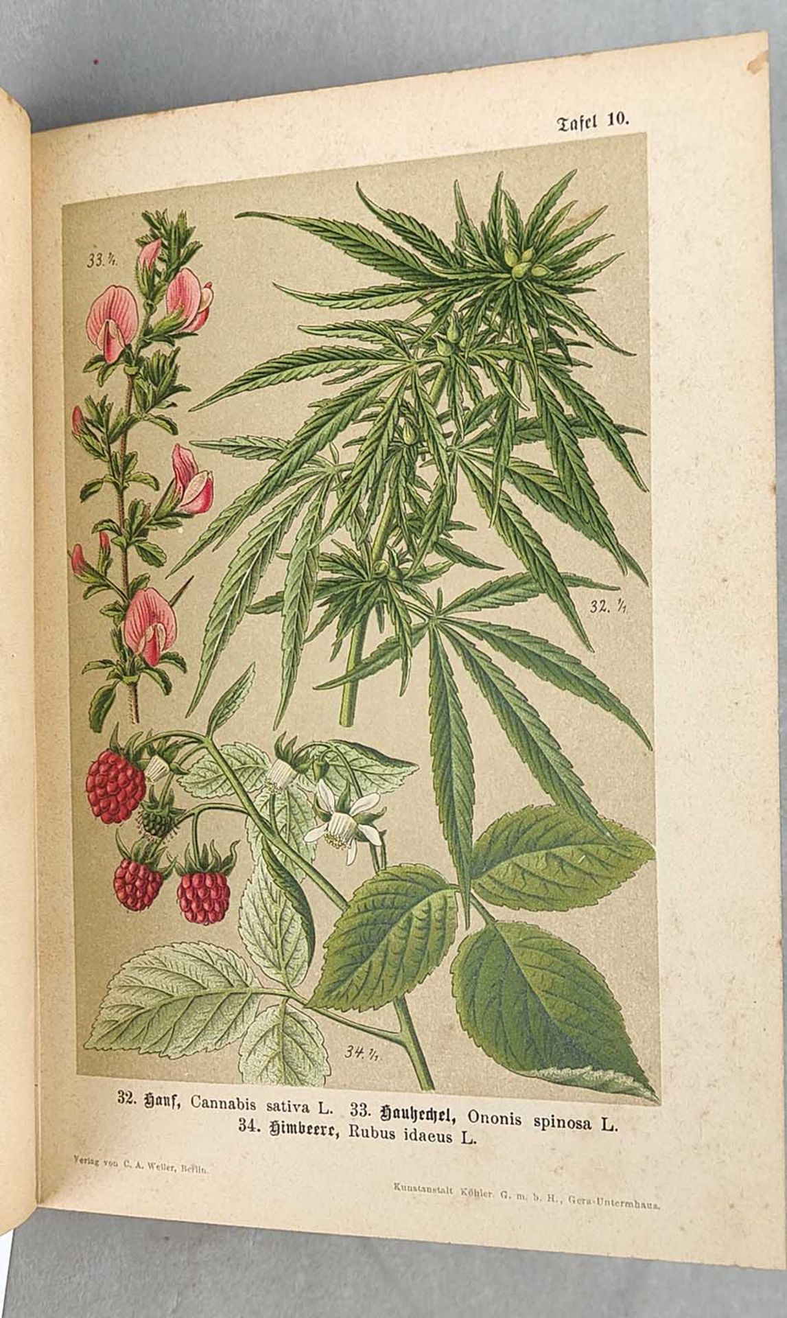 Pflanzen - Atlas 1909 - Bild 3 aus 3