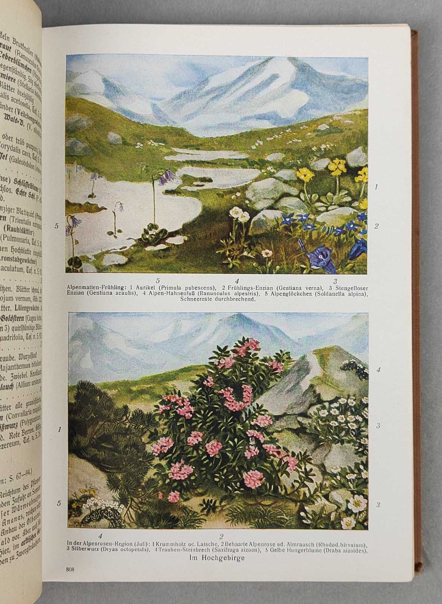 Pflanzen- und Tierkunde 1935 - Image 2 of 4