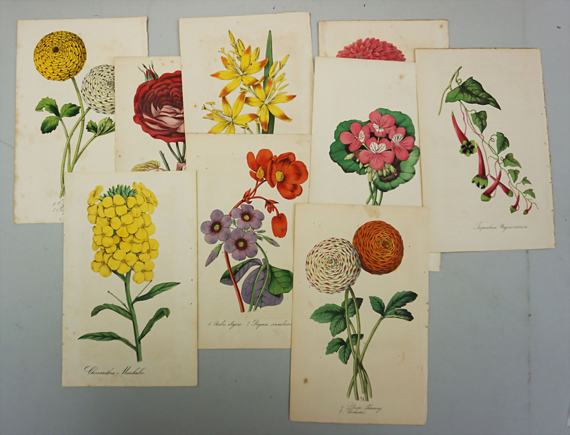 Konvolut aus 9 Blättern mit botanischen Motiven / A set of 9 sheets with botanical motifs