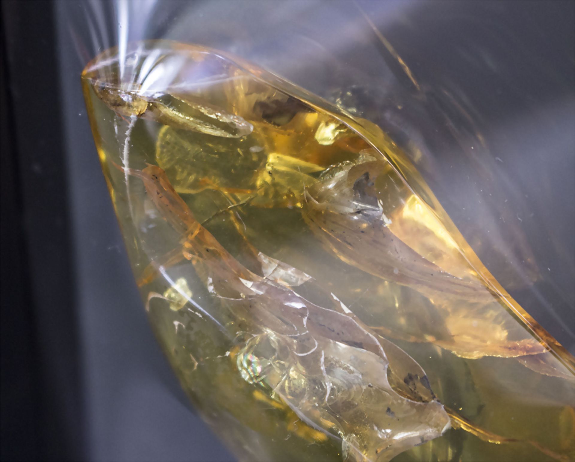 Bernstein mit Insekt / Amber with insect - Image 3 of 3
