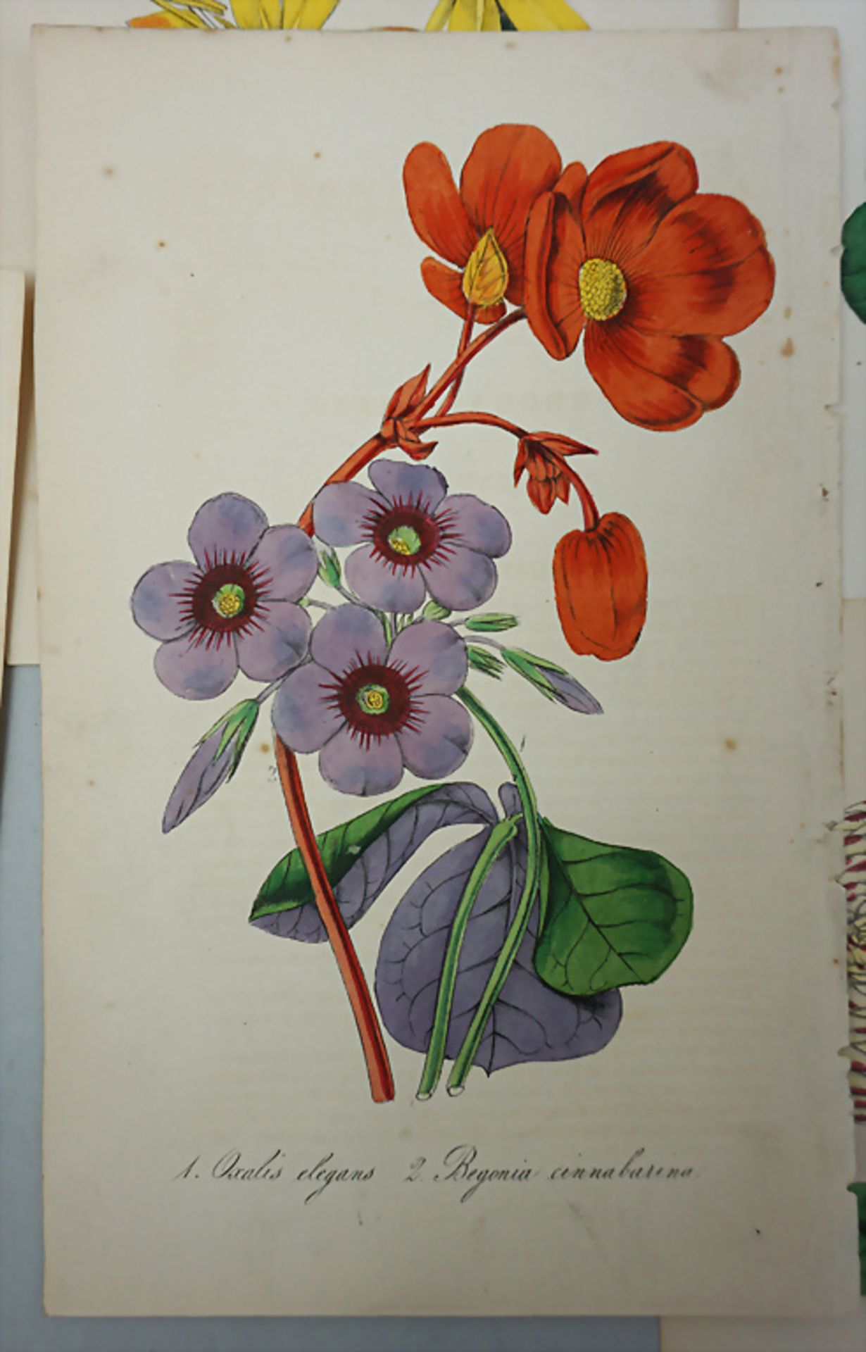 Konvolut aus 9 Blättern mit botanischen Motiven / A set of 9 sheets with botanical motifs - Bild 3 aus 3