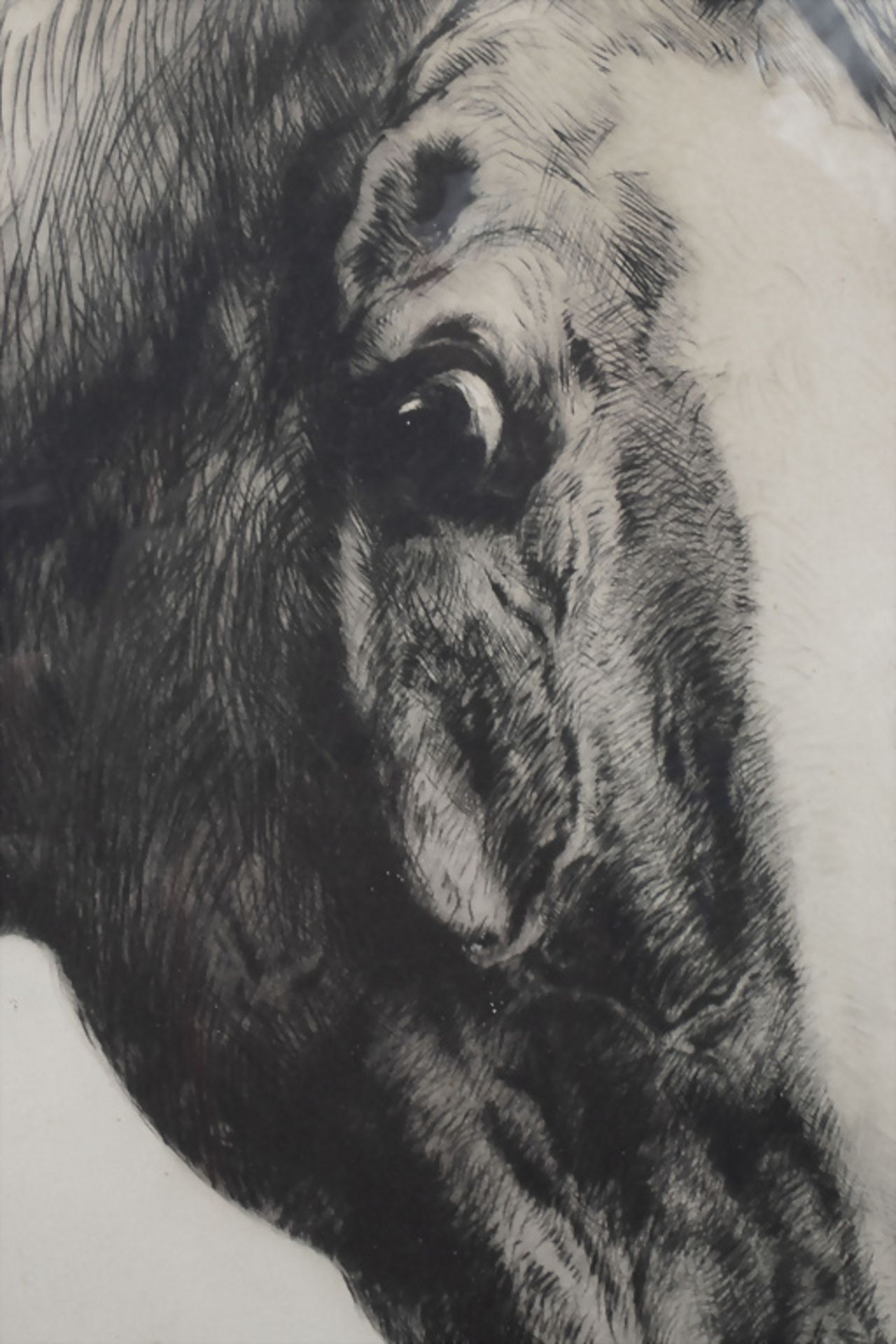Kurt MEYER-EBERHARDT (1895-1977), 'Lauschender Pferdekopf' / 'Listening horse head', 20. Jh. - Bild 5 aus 6