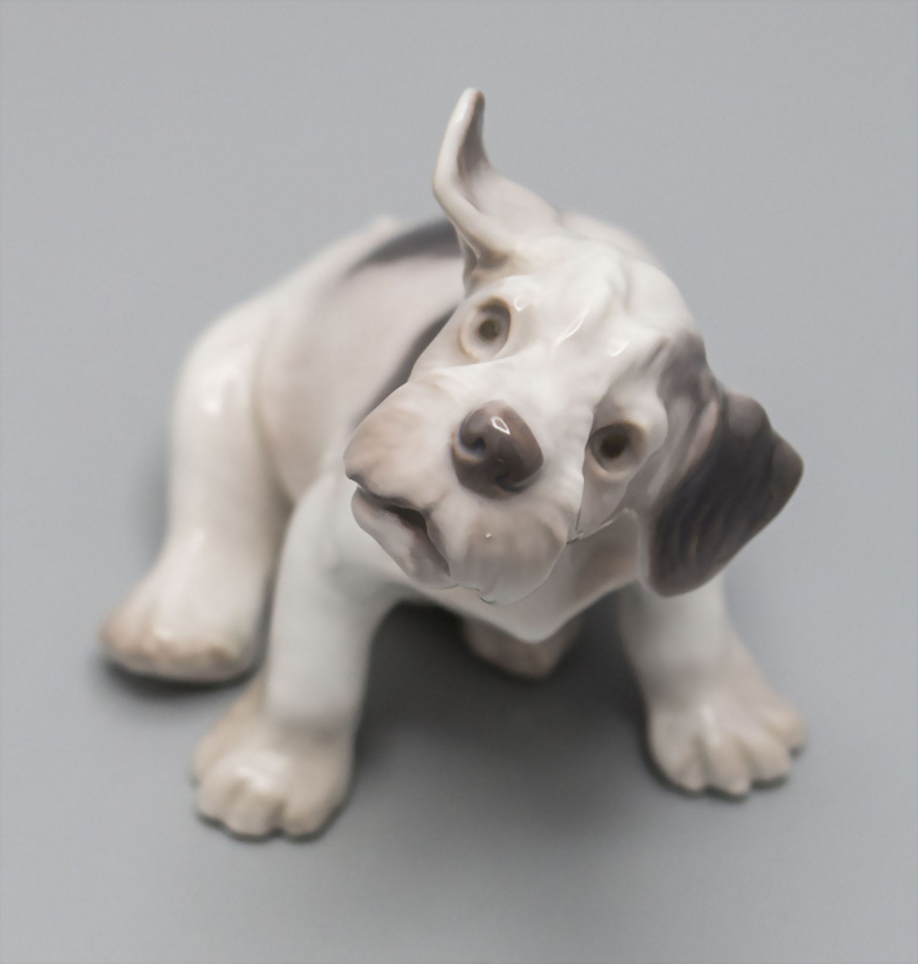 Sealyham Terrier Welpe / A Sealyham puppy, Bing & Gröndahl, Kopenhagen, 20. Jh.
