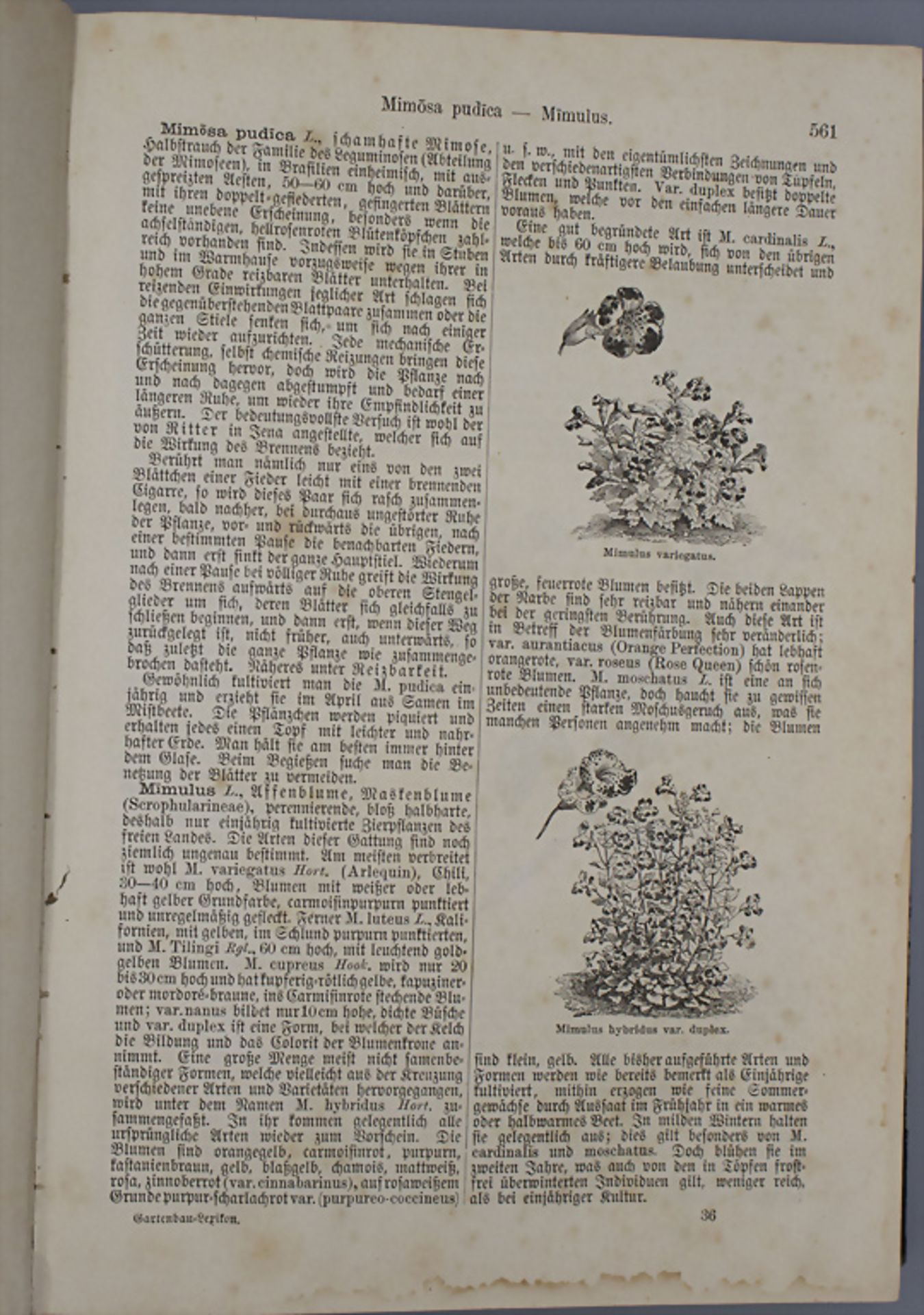 Th. Rümpler: 'Illustriertes Gartenbau-Lexikon', 1882 - Image 5 of 6