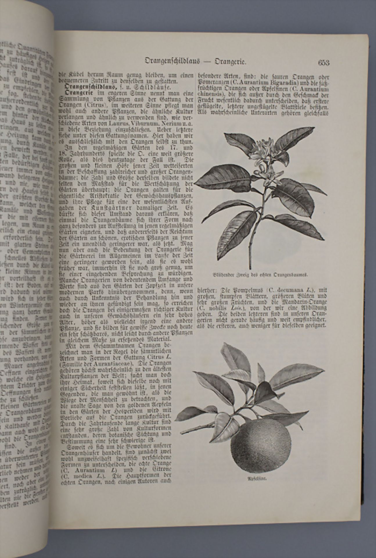 Th. Rümpler: 'Illustriertes Gartenbau-Lexikon', 1882 - Image 6 of 6
