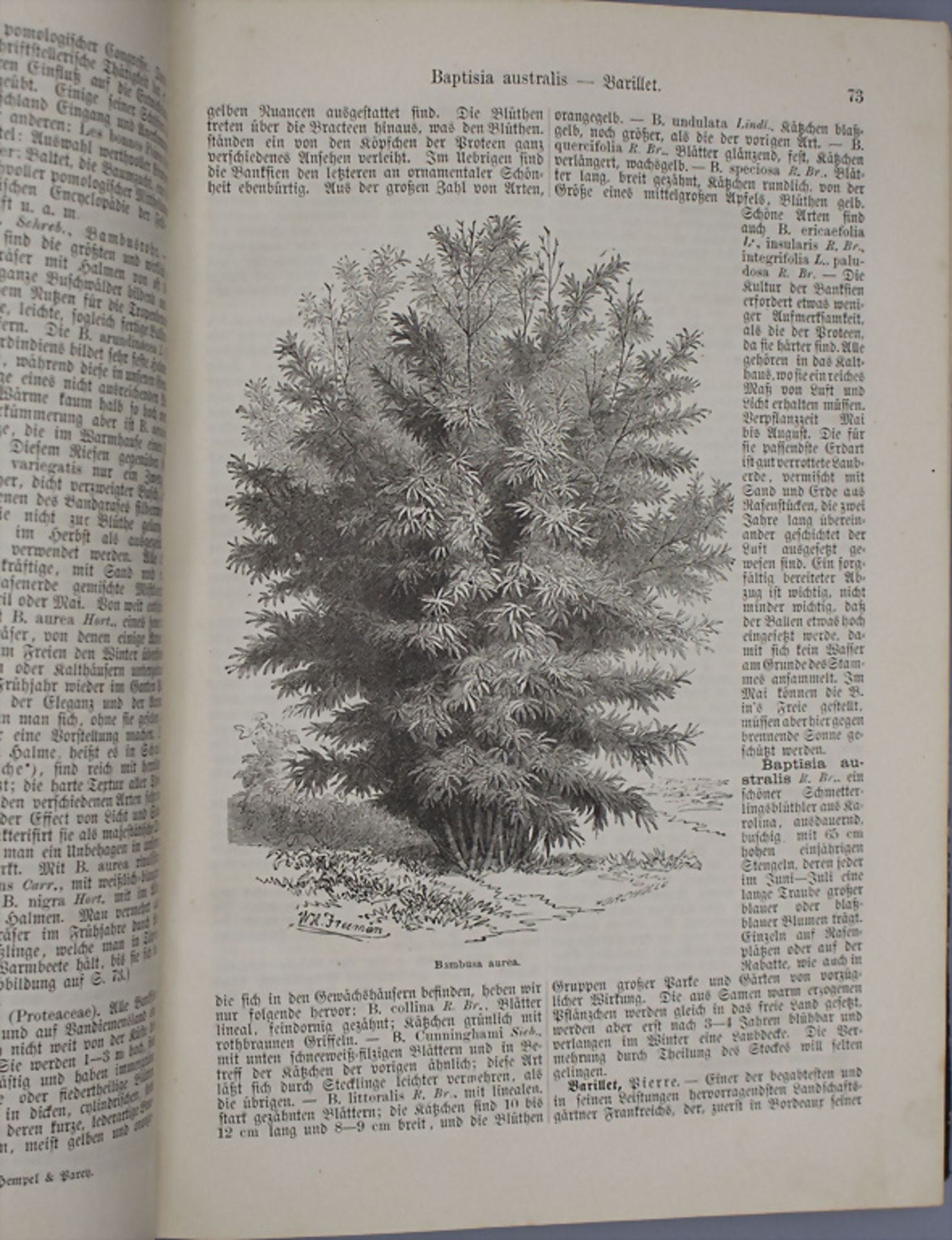 Th. Rümpler: 'Illustriertes Gartenbau-Lexikon', 1882 - Image 4 of 6