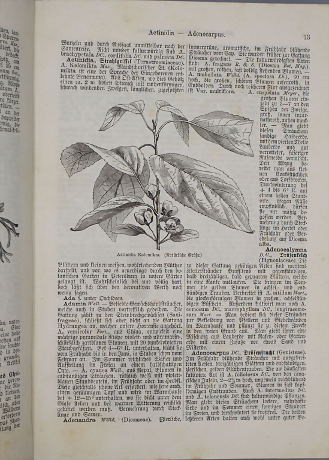 Th. Rümpler: 'Illustriertes Gartenbau-Lexikon', 1882 - Image 3 of 6