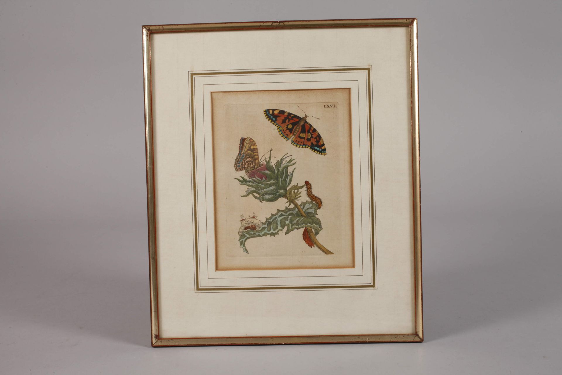 After Maria Sibylla Merian, Thistles with moths - Image 2 of 3