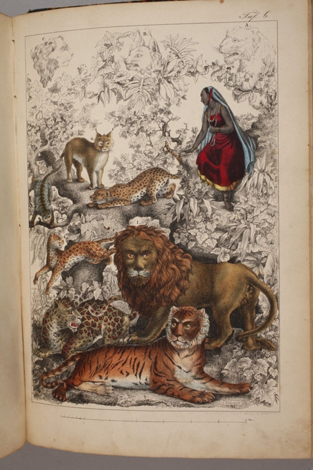Pictorial Natural History of the Three Realms - Image 7 of 11