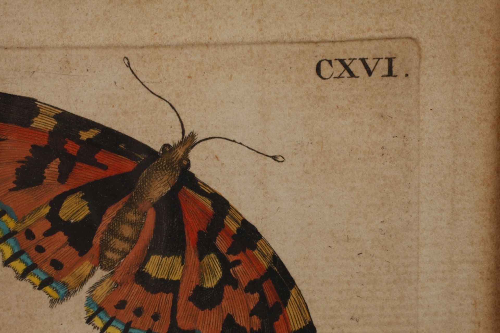 After Maria Sibylla Merian, Thistles with moths - Image 3 of 3
