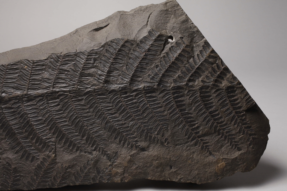 Fossil plate - Image 3 of 3