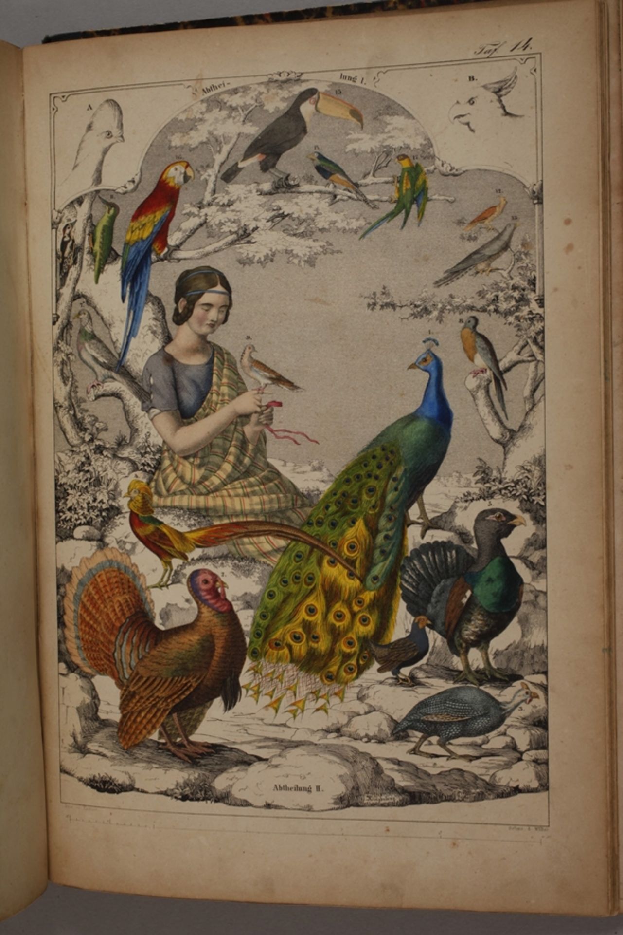 Pictorial Natural History of the Three Realms - Image 2 of 11