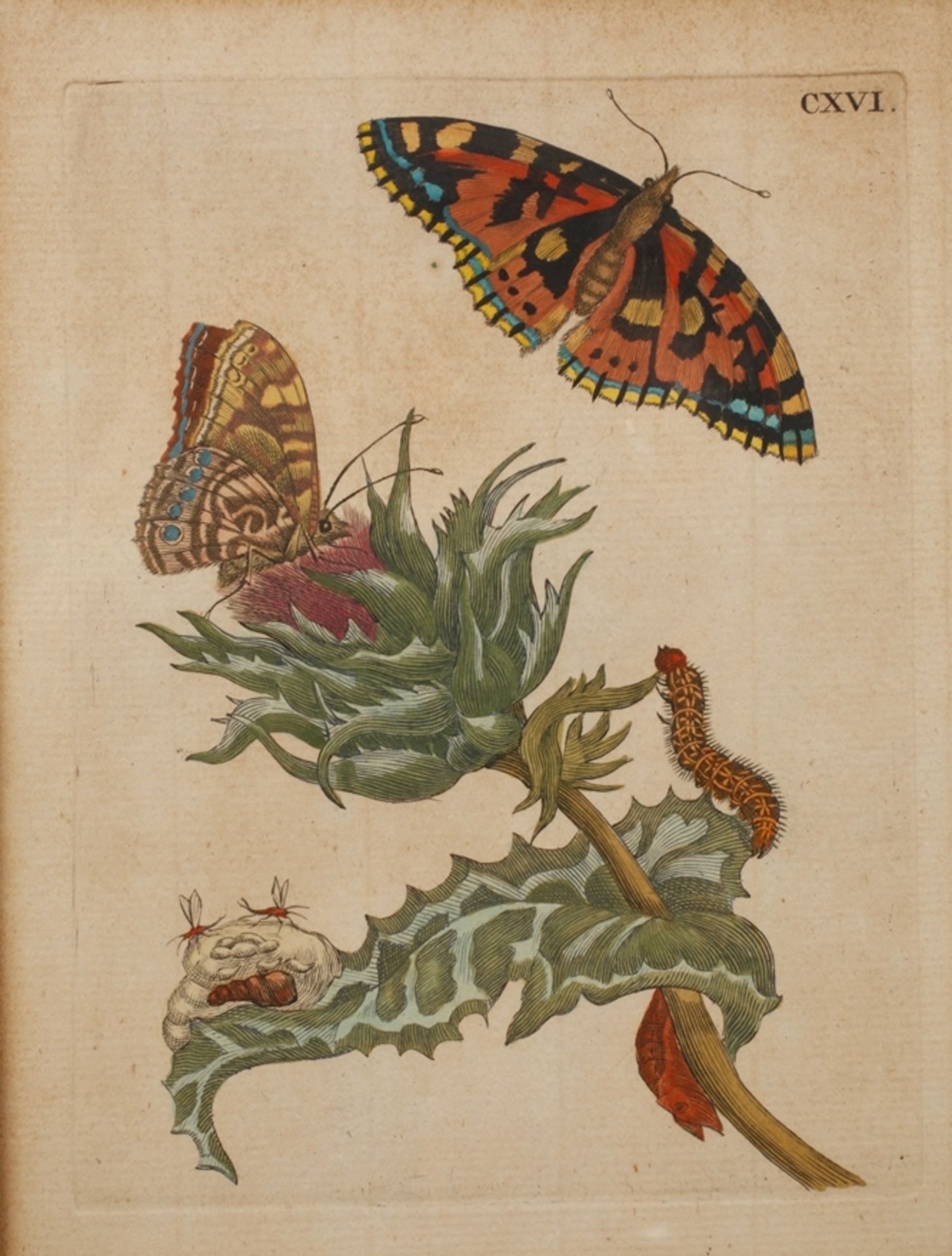 After Maria Sibylla Merian, Thistles with moths