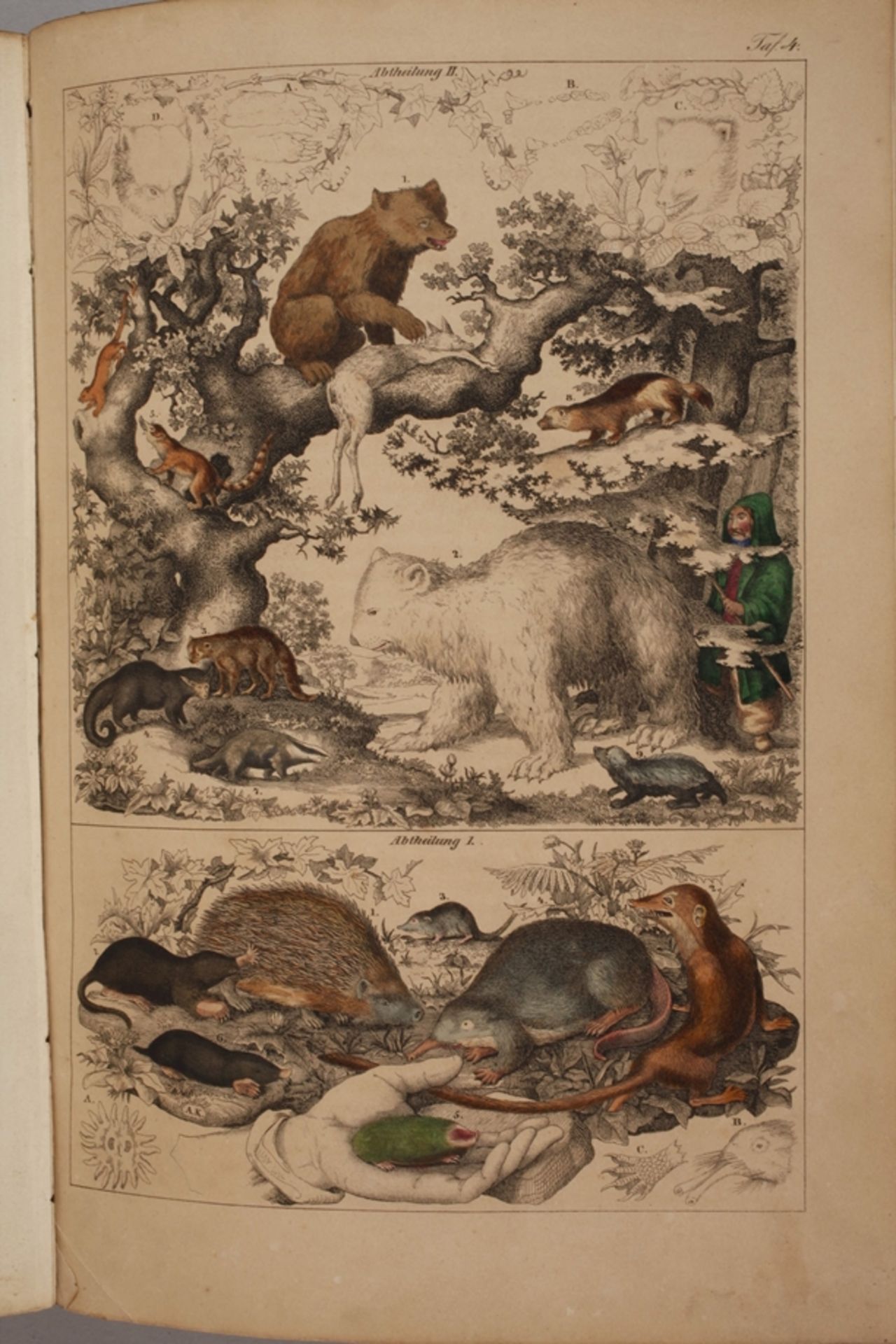 Pictorial Natural History of the Three Realms - Image 6 of 11